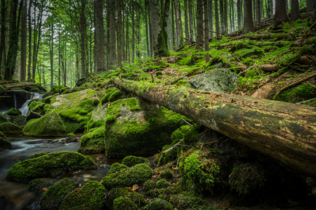 Bild-Nr: 11864927 Grüner Wald Idylle mit Bach  Erstellt von: luxpediation