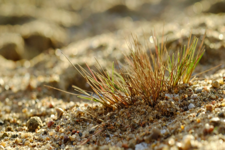 Bild-Nr: 11869424 Grober Sand am Strand Erstellt von: Ostfriese