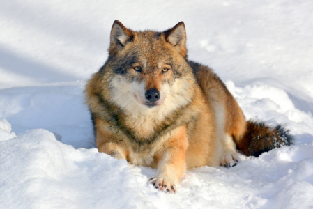 Bild-Nr: 11872499 Canis Lupus Erstellt von: GUGIGEI