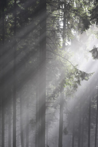 Bild-Nr: 11874327 Heller Wald Erstellt von: falconer59