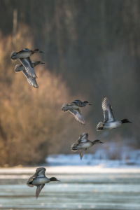 Bild-Nr: 11874748 Enten im Flug - Vögel Erstellt von: luxpediation