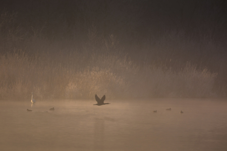 Bild-Nr: 11878679 Nebel am See Erstellt von: luxpediation