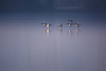 Bild-Nr: 11882159 Enten am See Erstellt von: luxpediation