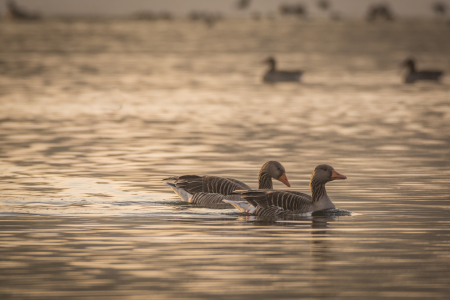 Bild-Nr: 11883994 Gänse Paar im See Erstellt von: luxpediation