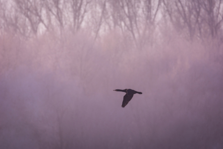 Bild-Nr: 11885105 Kormoran im Winter - Schatten Vogel Erstellt von: luxpediation