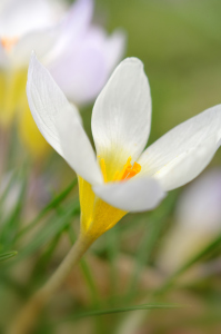 Bild-Nr: 11887755 Crocus sativus Erstellt von: Rolf Eschbach