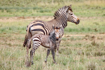 Bild-Nr: 11889723 Berg Zebra mit Baby 5825a Erstellt von: THULA