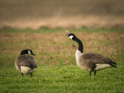 Bild-Nr: 11889995 Durchsage an alle - Gänse Streit Erstellt von: luxpediation