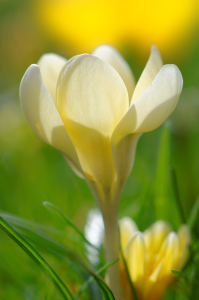 Bild-Nr: 11891228 springtime Erstellt von: Rolf Eschbach