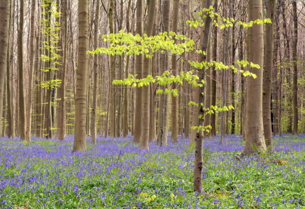 Bild-Nr: 11900699 Hallerbos Erstellt von: GUGIGEI