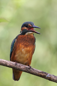 Bild-Nr: 11904796 Eisvogel Erstellt von: DirkR