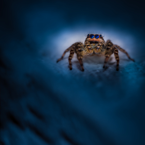 Bild-Nr: 11908475 Springspinne - Marpissa muscosa - blue night Erstellt von: Richard-Young