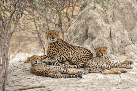 Bild-Nr: 11910232 Gepardenfamilie im Okavango Delta Erstellt von: DirkR