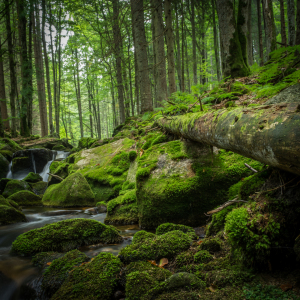 Bild-Nr: 11912626 Ruhe und Wasser im grünen Wald Erstellt von: luxpediation