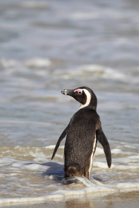 Bild-Nr: 11916785 Brillenpinguin in Südafrika Erstellt von: DirkR