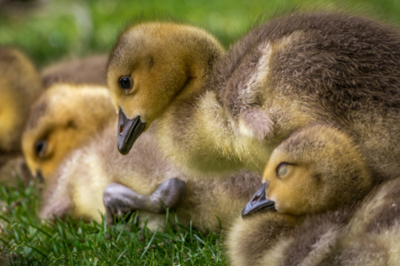 Bild-Nr: 11919051 Familienzeit - Küken Vogel Erstellt von: luxpediation