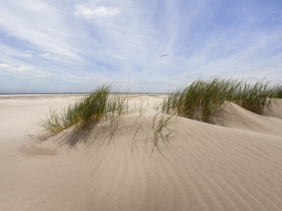 Bild-Nr: 11919549 Amrum Sand Dünen Gras Möwe Erstellt von: StefanPrech