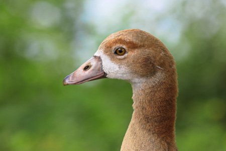 Bild-Nr: 11919627 Junge Nilgans Erstellt von: falconer59