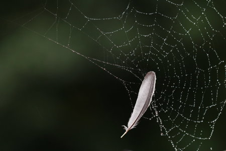 Bild-Nr: 11928639 Feder im Spinnennetz Erstellt von: Heike  Hultsch