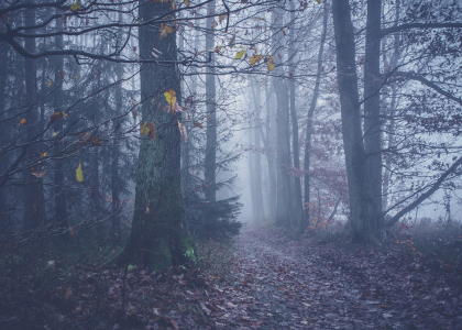 Bild-Nr: 11953400 Nebel Erstellt von: BineHa