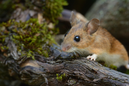 Bild-Nr: 11959489 süsse Waldmaus Erstellt von: GUGIGEI