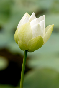 Bild-Nr: 11961142 Indische Lotosblume Erstellt von: DirkR