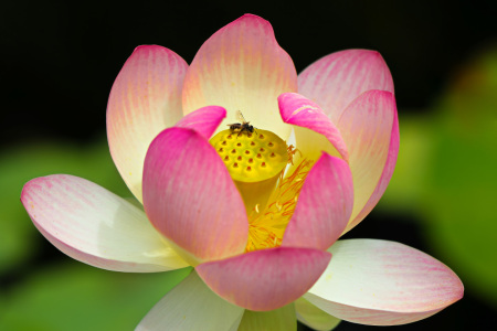 Bild-Nr: 11961234 Lotosblüte mit Biene Erstellt von: falconer59
