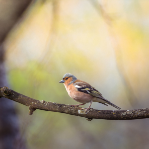 Bild-Nr: 11965866 Vogel - Buchfink Erstellt von: luxpediation