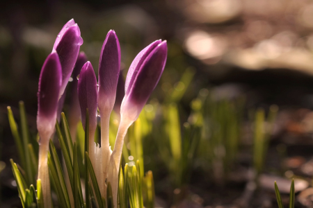 Bild-Nr: 11979857 Krokusse im Abendlicht Erstellt von: Ostfriese