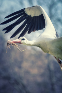 Bild-Nr: 12010774 Vogel im Flug Erstellt von: luxpediation