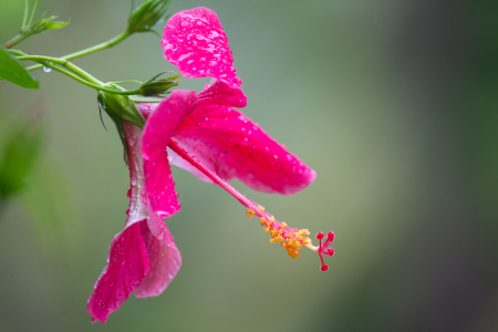 Bild-Nr: 12012606 Hibiskusblüte Erstellt von: DirkR