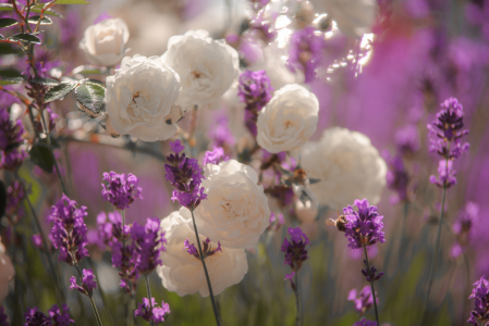 Bild-Nr: 12037208 Weiße Rosen und Lavendel Erstellt von: Tanja Riedel