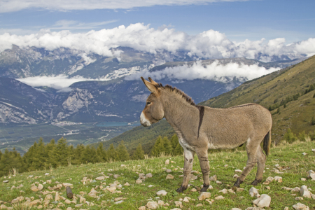 Bild-Nr: 12049867 Esel auf einer Bergwiese im Trentino Erstellt von: EderHans