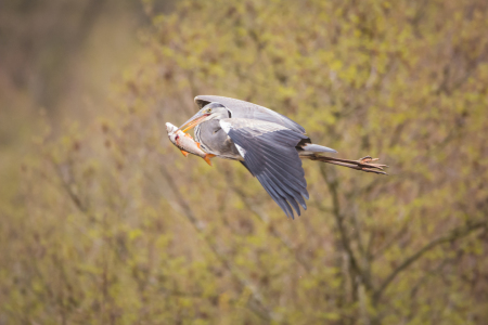 Bild-Nr: 12061184 Vogel mit Fisch im Flug Erstellt von: luxpediation