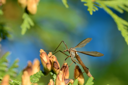 Bild-Nr: 12070072 Kohlschnake im Sommer Erstellt von: Ostfriese