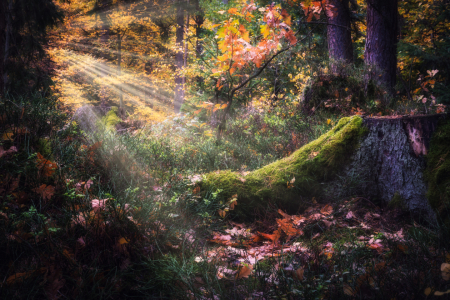 Bild-Nr: 12107596 Sonnenstrahlen auf dem Waldboden Erstellt von: luxpediation