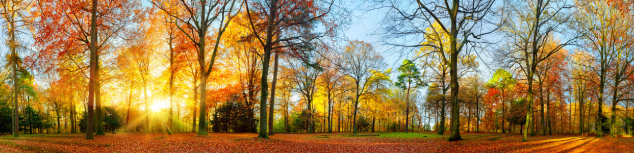Bild-Nr: 12113931 Bunte Herbstszene im Park Erstellt von: Smileus