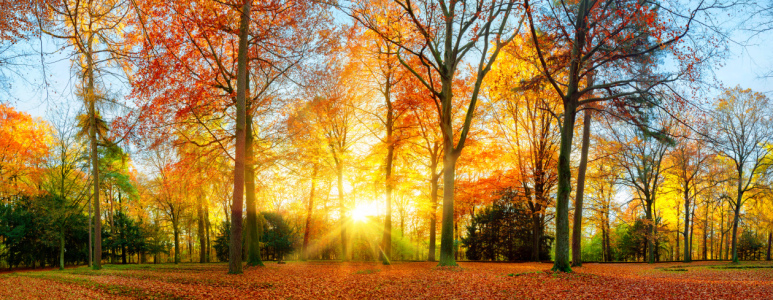 Bild-Nr: 12113934 Farbenfrohe Herbstzene im Park Erstellt von: Smileus