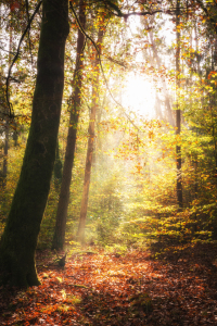Bild-Nr: 12121232 Leuchtender Herbst im Wald Erstellt von: luxpediation