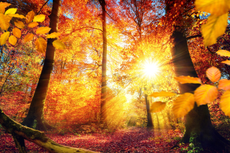 Bild-Nr: 12150445 Malerischer Herbst im Wald mit viel Sonne Erstellt von: Smileus