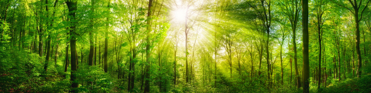 Bild-Nr: 12168887 Wald Panorama mit grünen Buchen und Sonnenstrahlen Erstellt von: Smileus