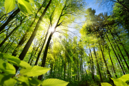 Bild-Nr: 12204034 Sonnenbeschienene Blätter im Wald Erstellt von: Smileus