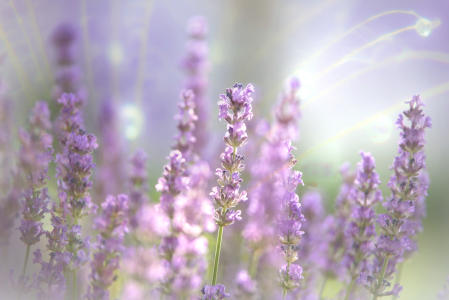 Bild-Nr: 12239766 Blüte des Lavendel Duft des Sommers Erstellt von: Tanja Riedel
