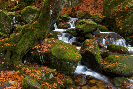 Bild-Nr: 12291182 Wildbach im Schwarzwald Erstellt von: Thomas Herzog