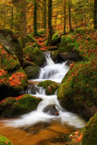 Bild-Nr: 12292952 Herbstliche Waldlandschaft mit WIldbach Erstellt von: Thomas Herzog