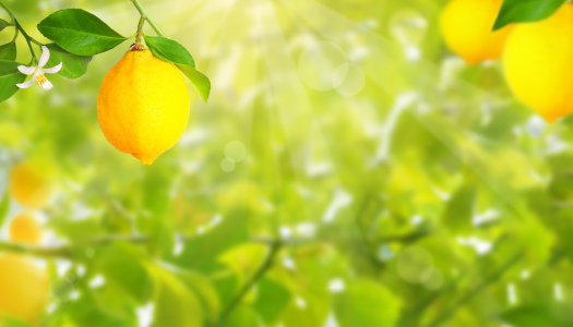 Bild-Nr: 12375917 Zitronenplantage Erstellt von: Terra-one