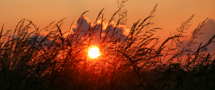 Bild-Nr: 12404934 Gräser im Sonnenuntergang  Erstellt von: Amazone54