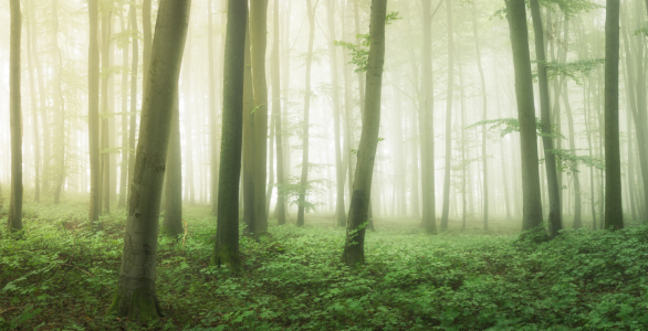 Bild-Nr: 12480086 Geheimnisvoller Wald  Erstellt von: luxpediation