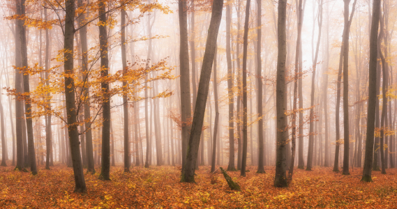 Bild-Nr: 12489560 Herbstlaub im Wald  Erstellt von: luxpediation