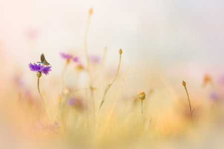 Bild-Nr: 12603238 Trauerlibelle an Kornblumenblau Erstellt von: boegau-photography